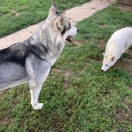 Siberian Husky All Grown Up from Nakitas den