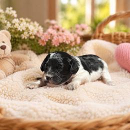 Trixie - Black and white female Cavapoo puppy in Thorndale, Texas from Hattie’s Texas Cavapoos