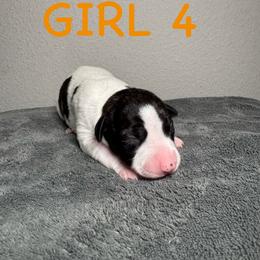 Girl 4 - White and fawn brindle female Whippet puppy in Winter Garden, Florida from Infinity Whippets