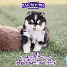 Hollis - Black and white male Pomsky puppy in Humeston, Iowa from M.A.R. Dogs