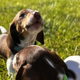 Dachshunds from LongDogs Bakersfield