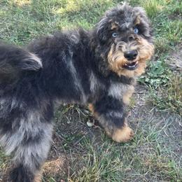 Farzy - Blue merle male Bernedoodle puppy in Boise, Idaho from Nesting Dolls