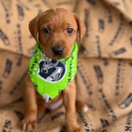 Willie - Yellow male Labrador Retriever puppy in Puyallup, Washington from 12 Door Farm Labradors