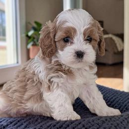 Neo - Blenheim male Cavapoo puppy in Tucson, Arizona from Adored Poodle & Doodles
