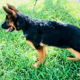 German Shepherd Puppies from Finca Vom Chaveco