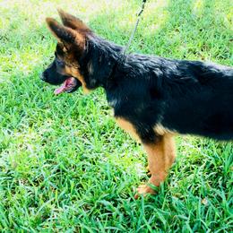 German Shepherd Puppies from Finca Vom Chaveco