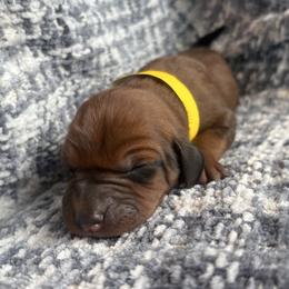 Maggie - Red female Redbone Coonhound puppy in Mount Pleasant, Texas from Harmons Hounds