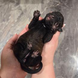 Rose (pink) - Black brindle female Dutch Shepherd puppy in Signal Mountain, Tennessee from Torgun Police Dogs