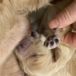Australian Labradoodle Puppies from Salona Australian Labradoodles