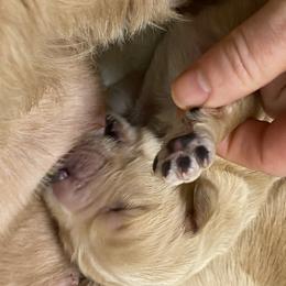 Australian Labradoodle Puppies from Salona Australian Labradoodles