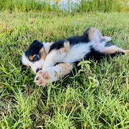 Australian Shepherd Puppies from Aussome Okie Aussies