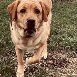 Sally - Labrador Retriever