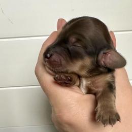 Girl 3 - Cream female Dachshund puppy in Wolf Lake, Indiana from Canisteo Dachshunds