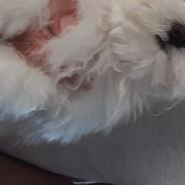 Maltese from MaltaAngel