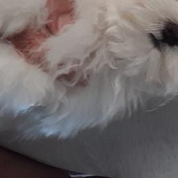 Maltese from MaltaAngel