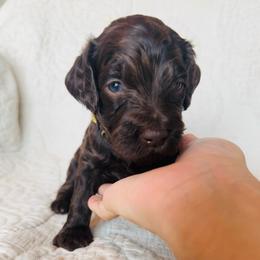 Yellow - female Golden Mountain Doodle puppy in Leander, Texas from Olive Grove Doodles