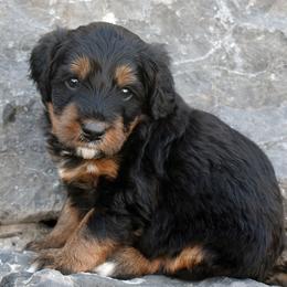 Maroon Collar Girl - Tri-color female Bernedoodle puppy in Ogden, Utah from Salty Point Doodles