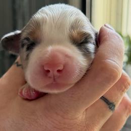 Girl 2 - Blue merle female Miniature Australian Shepherd puppy in Saco, Maine from Wags Family Aussies