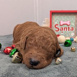 Doc - Red  male Poodle puppy in Mongomery, Texas from Celestial Jewels Poodles