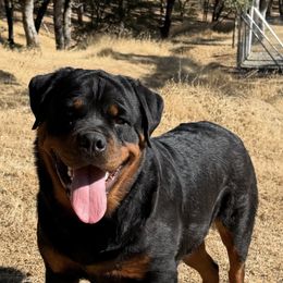 Infinity - Rottweiler