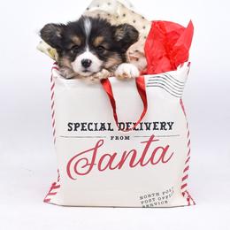 Rowen - Black and tan male Pembroke Welsh Corgi puppy in San Antonio, Texas from Moxxi's Legacy Corgis