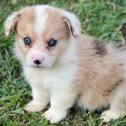 American Corgis and Pembroke Welsh Corgis from Robyn Jones' Pembroke Welsh Corgis & American Corgis