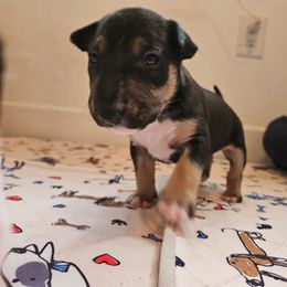 Gonzo - Black brindle and white male Miniature Bull Terrier puppy in Hollywood, Florida from Mini Bull Lane