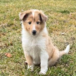 Denim - Sable merle and white female Collie puppy in Charleston, West Virginia from Tucker Creek Collies