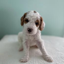 Raven - Parti female Goldendoodle puppy in Stanford, Kentucky from Holloway Goldendoodles