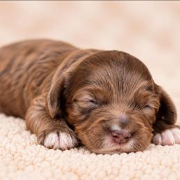 August - Merle male Australian Labradoodle puppy in Connersville, Indiana from Dessie's Doodles