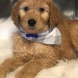 Goldendoodle and Labradoodle Puppies from Danie’s Darling Doodles
