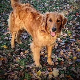 Aussiedoodle, Australian Shepherd, and Golden Retriever All Grown Up from Hope & Joy Acres