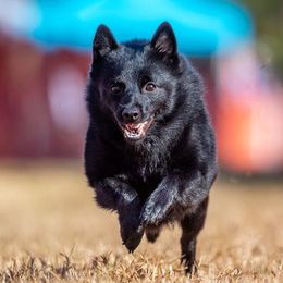 Schipperkes from Sea-Breed Schipperkes