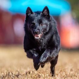 Schipperkes from Sea-Breed Schipperkes