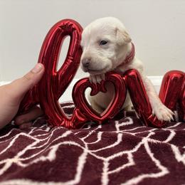 Dark pink collar - Red female Cane Corso puppy in Snellville, Georgia from A Really Good Kennel