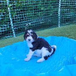 Bernedoodle Puppies from Bernedoodles By Faith