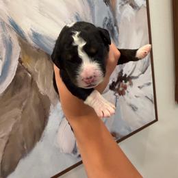 Galileo - male Australian Mountain Doodle puppy in Snook, Texas from Snook Acres Doodles