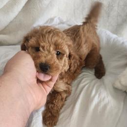 BIG MAMA - Apricot female Poodle puppy in San Tan Valley, Arizona from Desert Storm Poodles