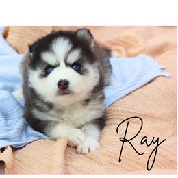 Pomsky Puppies from Proper Rose Pomskies