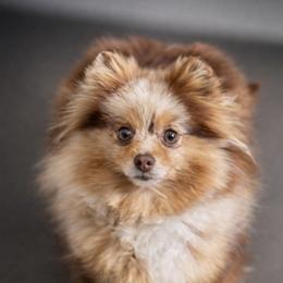Lady - Pomeranian