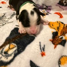 Aggie - Black and white female Border Collie puppy in Griffin, Georgia from Cloudland Border Collies