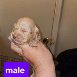 1 - Cream male Dachshund puppy in Lansing, Michigan from Black Thunder 517 Dachshunds and frenchies