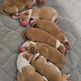 Sorrel - Red and white male Ibizan Hound puppy in Bryan, Texas from AirO'Doe Ibizans
