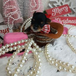 Zacharias - Black and gold male Yorkshire Terrier puppy in Humble, Texas from Marnax Yorkshire Babies