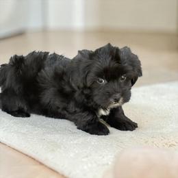 Midnight - Black male Havapoo puppy in Bowling Green, Kentucky from Denise Clark