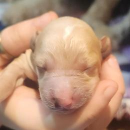 Snowy - Cream female Aussiedoodle puppy in Powder Springs, Georgia from My Classy Doodles