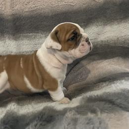 Bulldog Puppies from Semper Fi Bulldogs