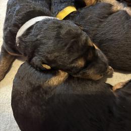 Grey - Black and tan female Airedale Terrier puppy in Huntersville, North Carolina from Cool Hand Luke Kennels