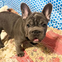 Brookhaven - Blue female French Bulldog puppy in Deer Park, Texas from Lots of Ropes French Bulldogs