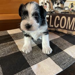 "Male Parti" Miniature Schnauzer Puppies from Country Cottage Schnauzers